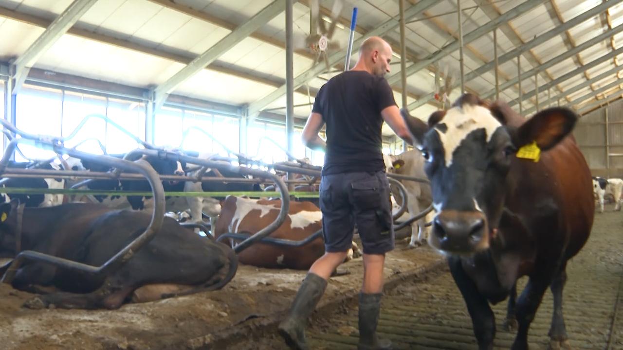 Dutch Farmers Protest Being Hurt Hard By Nitrogen Emission Targets Cgtn