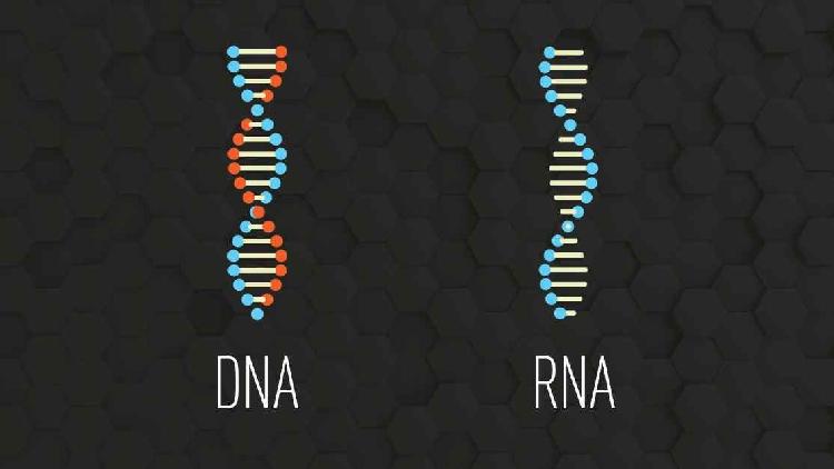 you-inherited-50-of-your-parents-dna