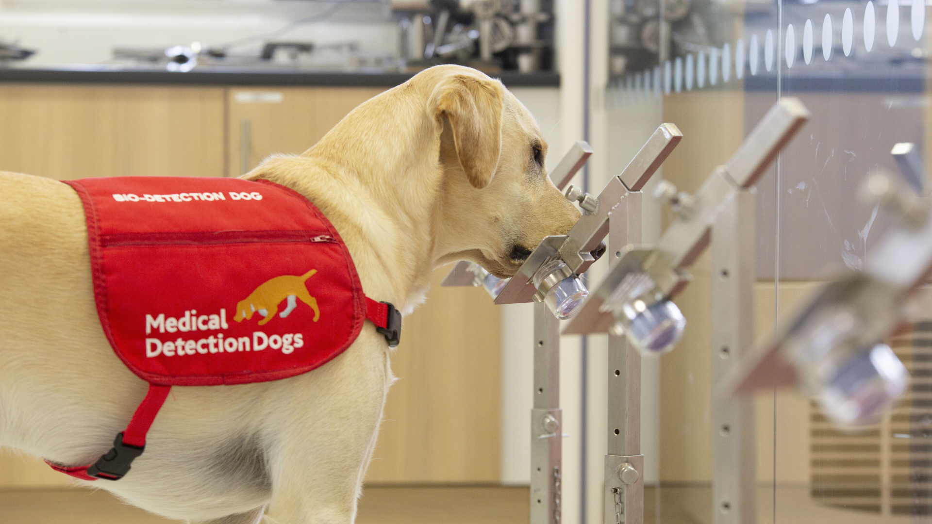 can-dogs-detect-covid-19-trial-gets-uk-government-backing-cgtn