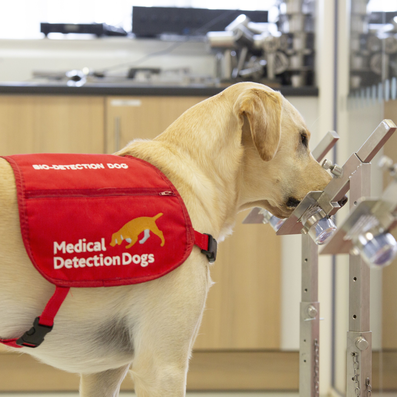 Can dogs detect COVID19? Trial gets UK government backing CGTN