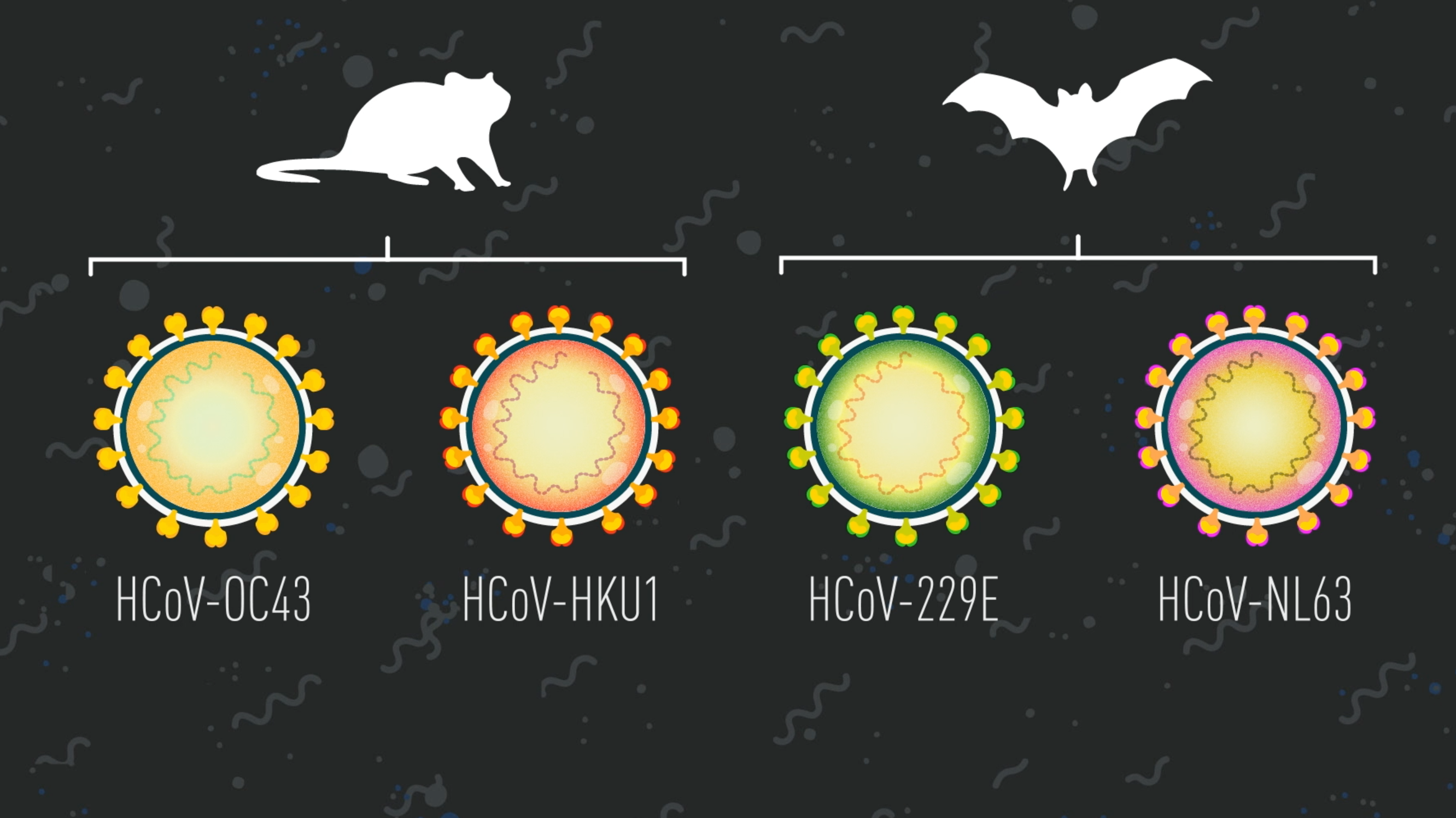 Tracing the origins of SARS-CoV-2 animation: RAZOR