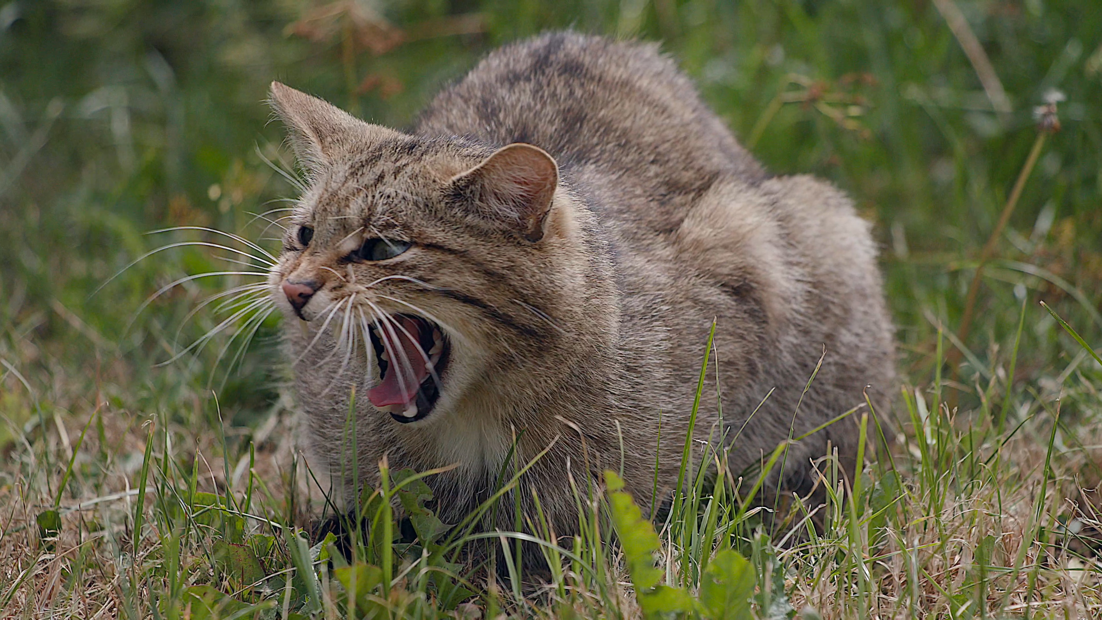 Scottish Wildcats The Fight For Survival Cgtn