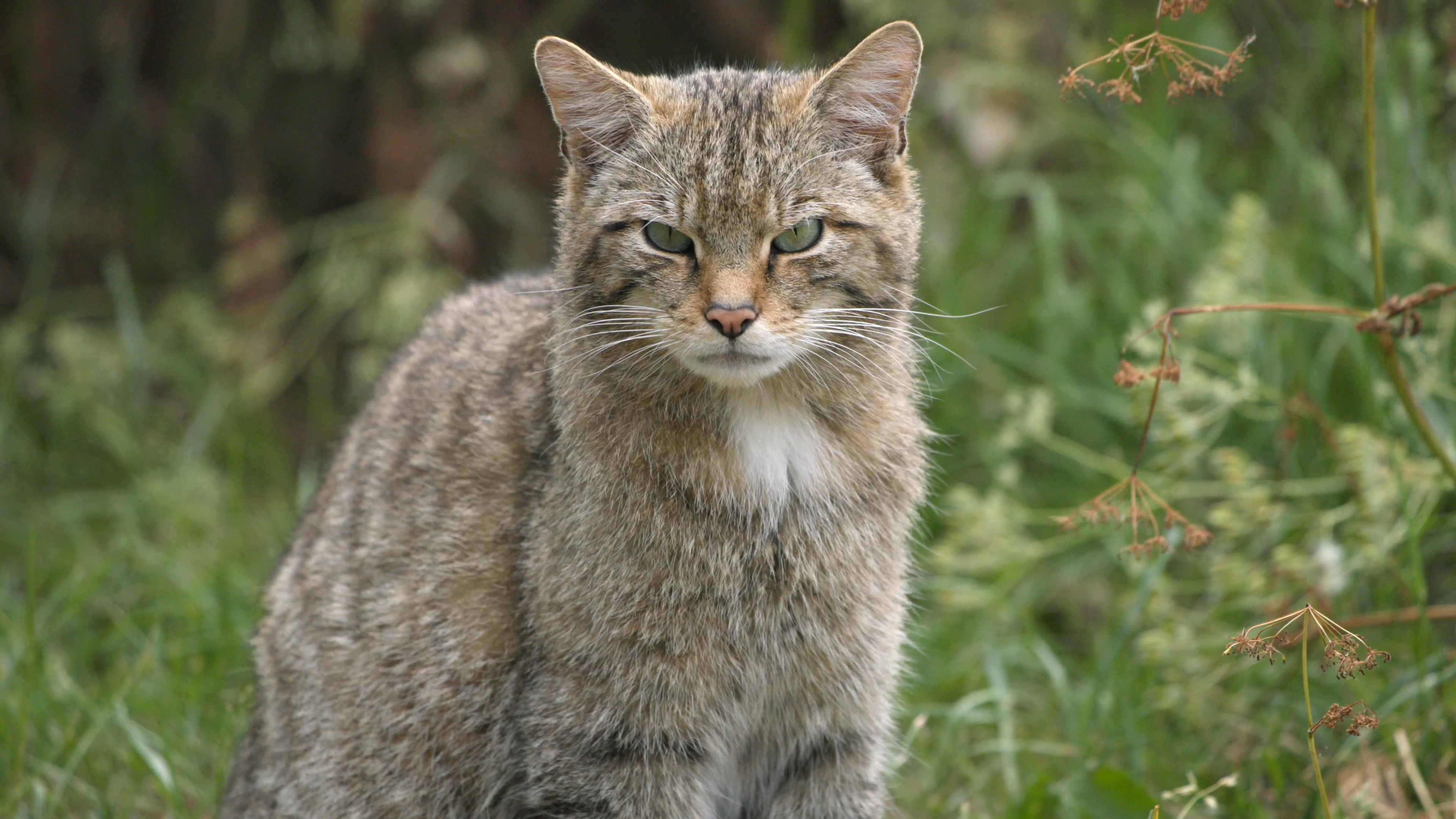 Scottish Wildcats The Fight For Survival Cgtn