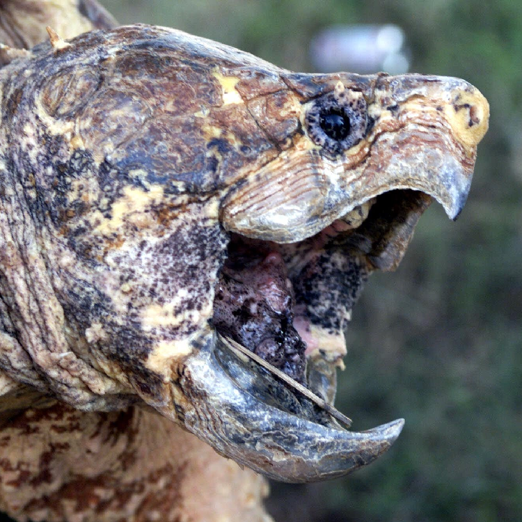 Warning Issued After Alligator Snapping Turtles Found In France Cgtn