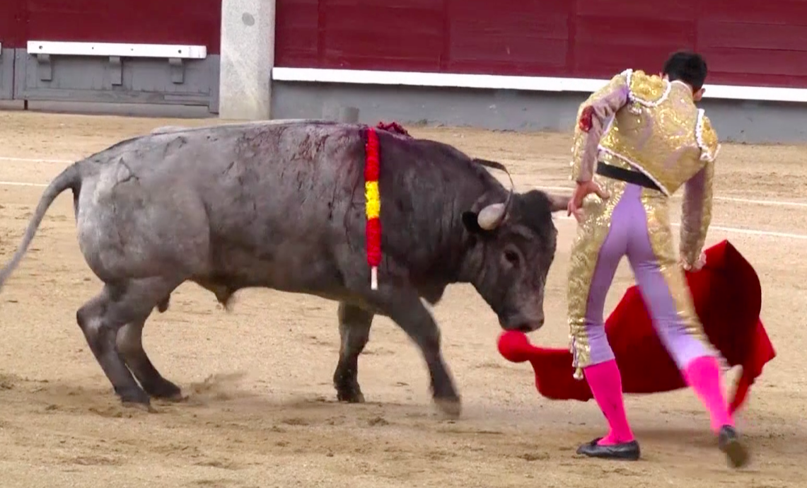 The Final Olé - why COVID-19 could be the end of bullfighting in Spain -  CGTN