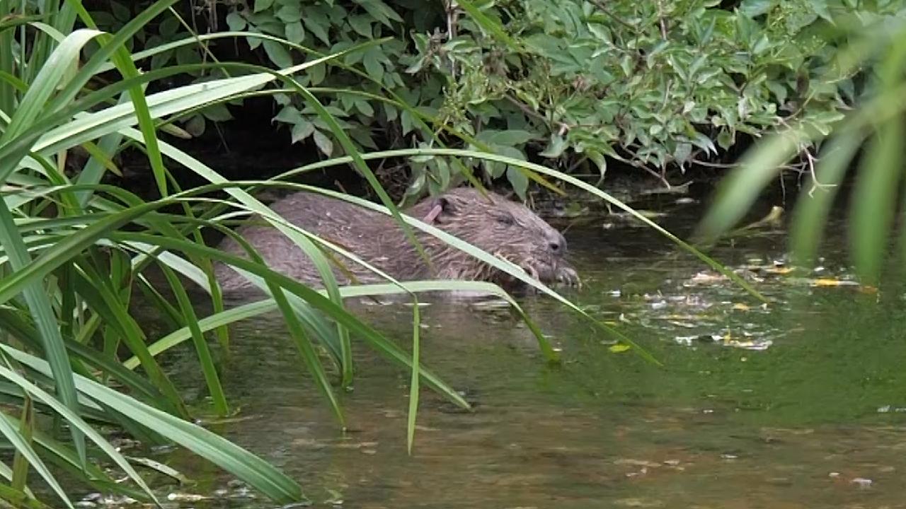 Could wild beavers be reintroduced to UK rivers? - CGTN
