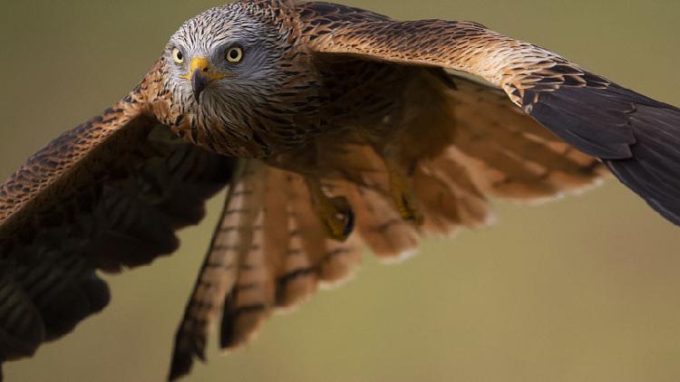 Red kite population soars after a 30-year conservation project - CGTN