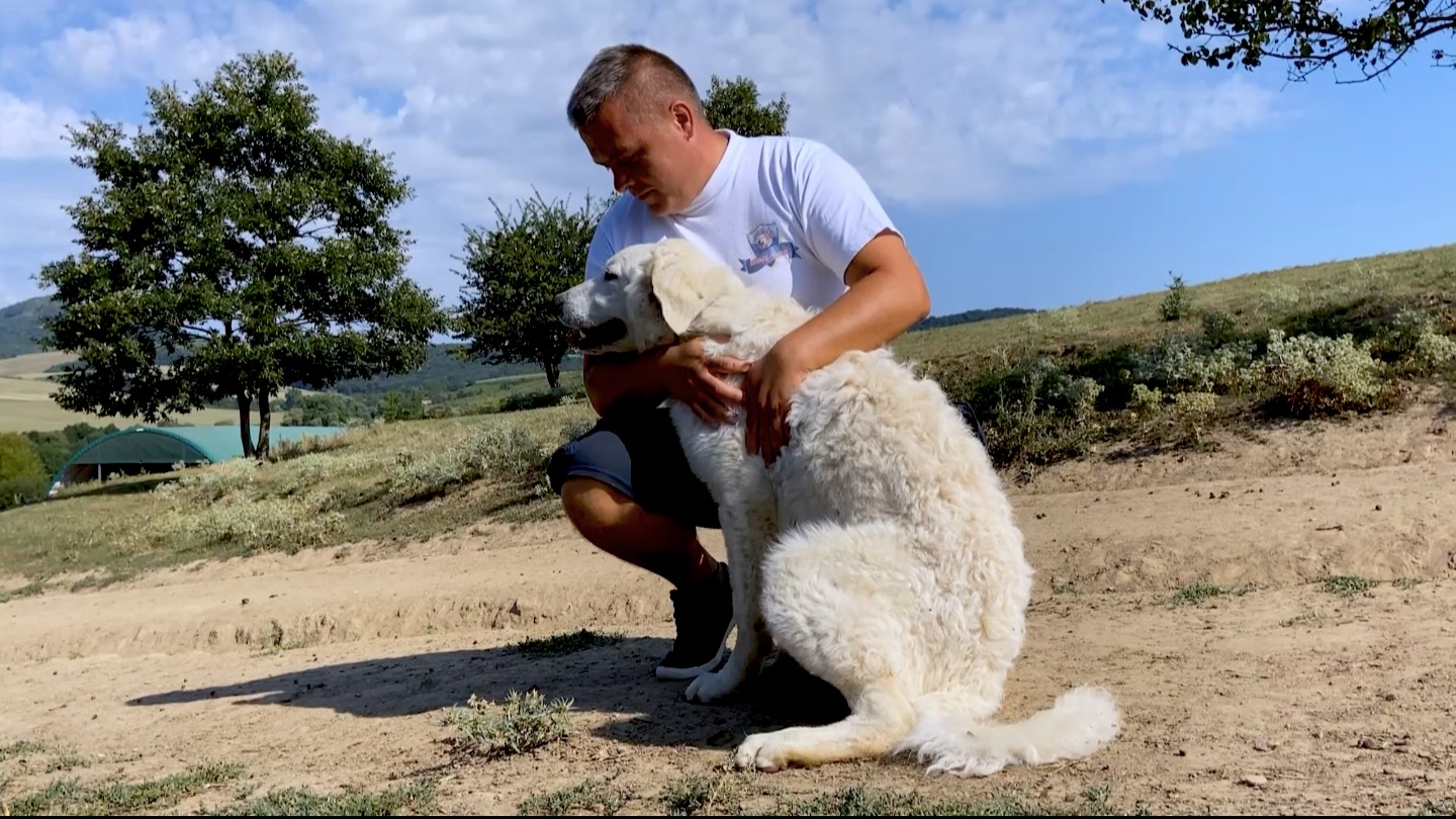 Hungarian best sale kuvasz dog