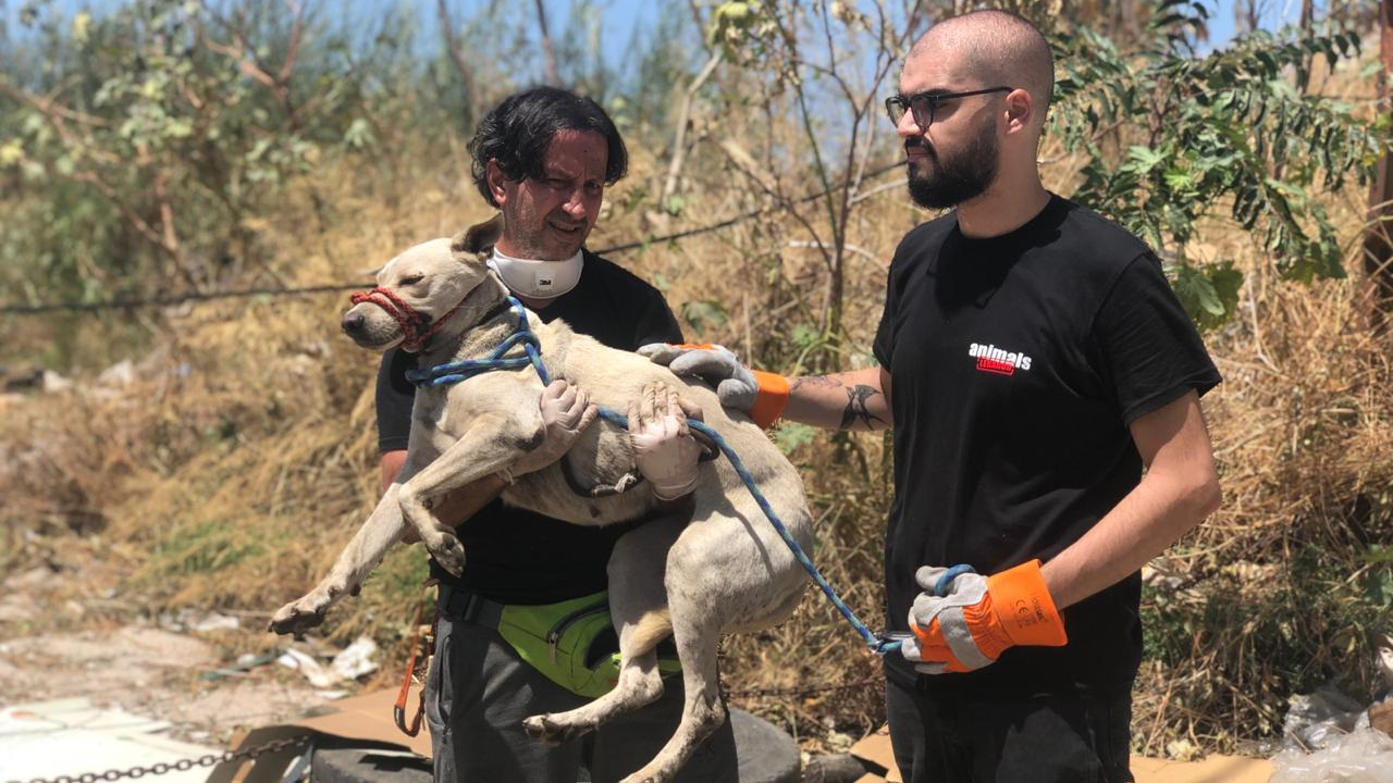 Saving Beirut's pets, left homeless after the blast - CGTN