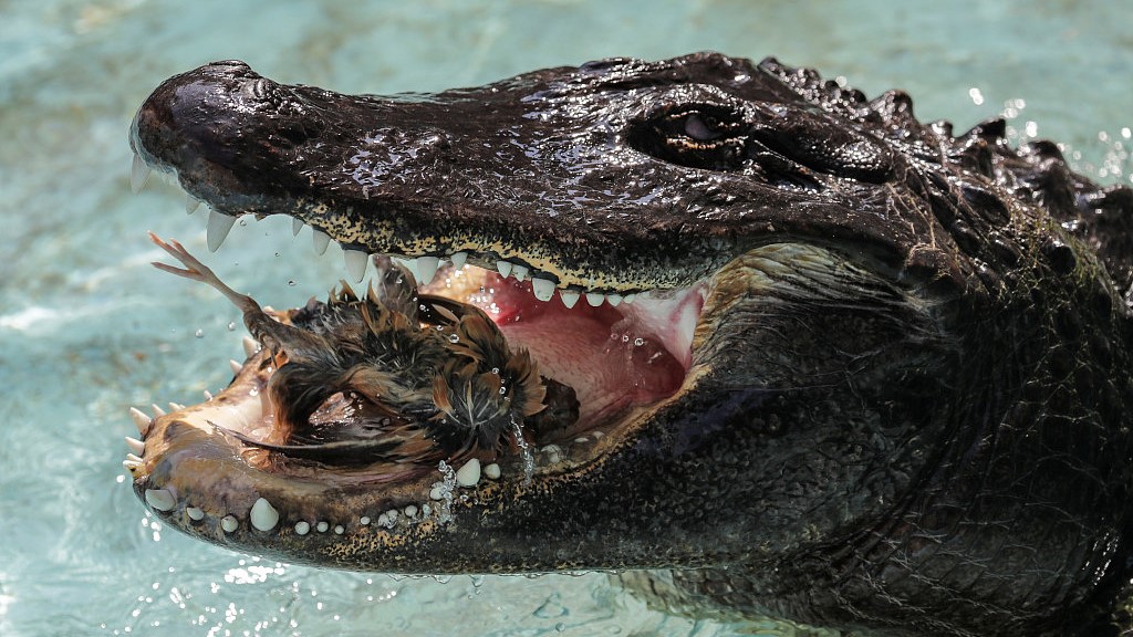 Still looking sharp: Meet the world's oldest captive alligator