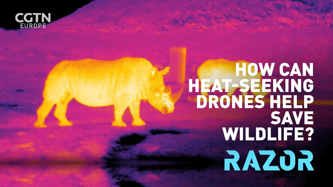 How can heat seeking drones help save wildlife CGTN