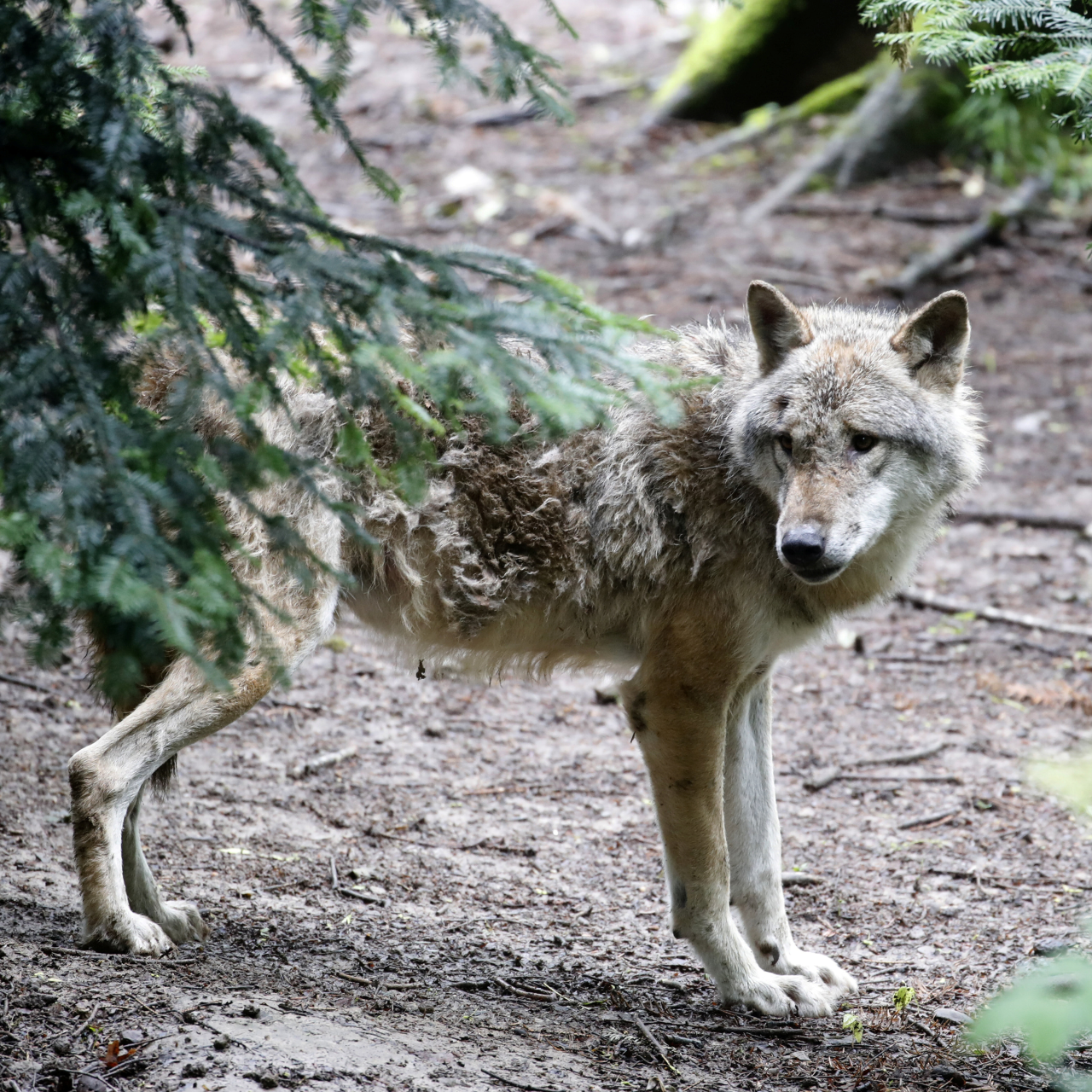 Swiss wolves reprieved as proposal for more hunting defeated - CGTN