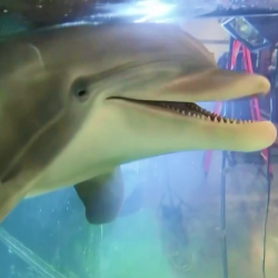 Robotic dolphins for aquarians
