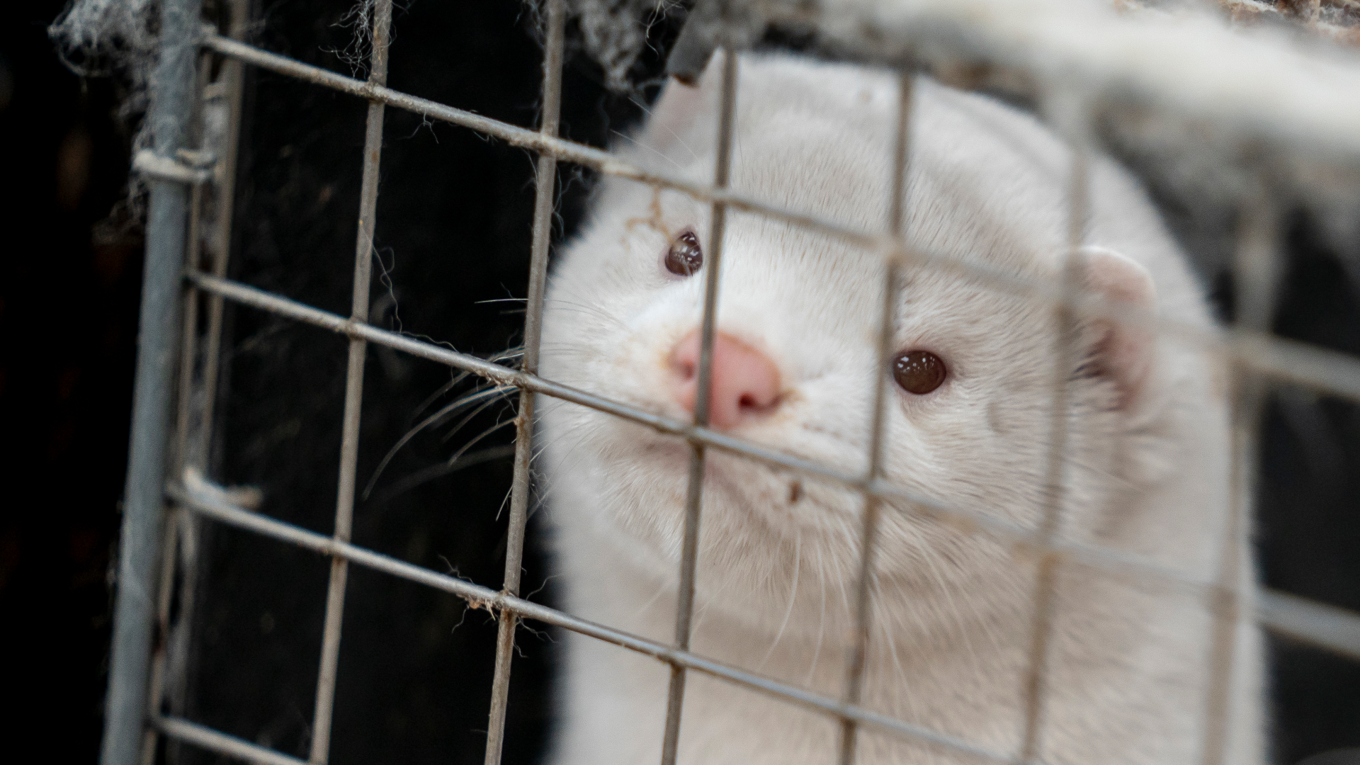 national geographic rabbit cage