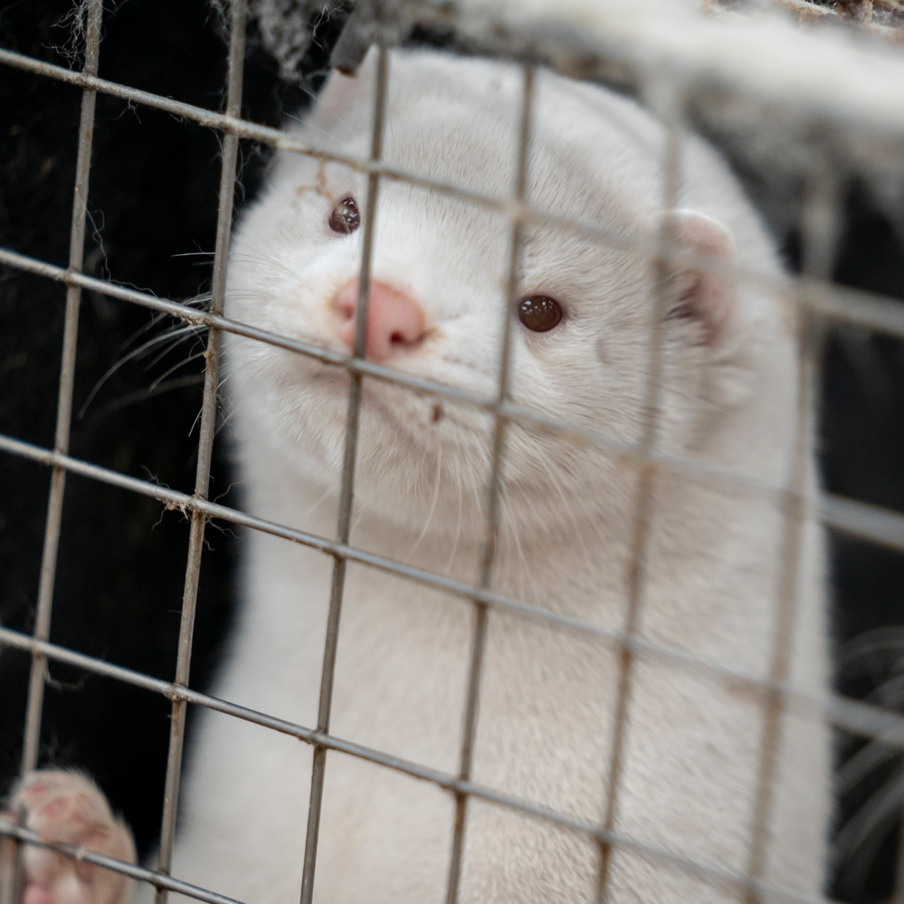 How dangerous is the 'minkCOVID' mutation? CGTN