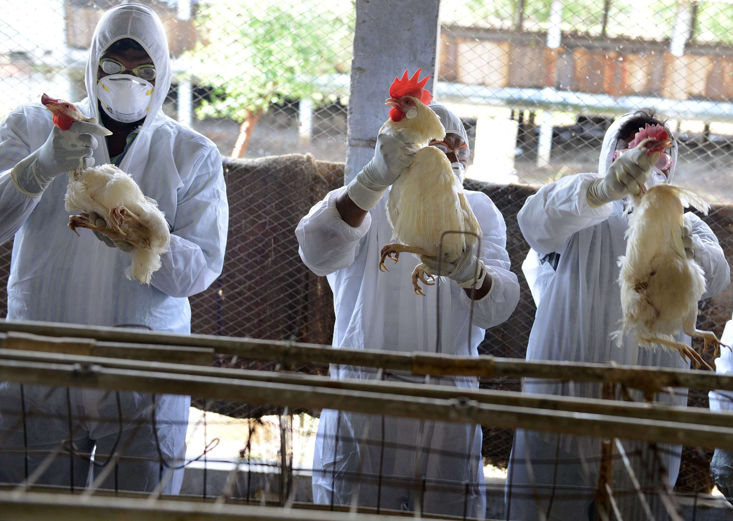 What you need to know about the bird flu sweeping across Europe CGTN