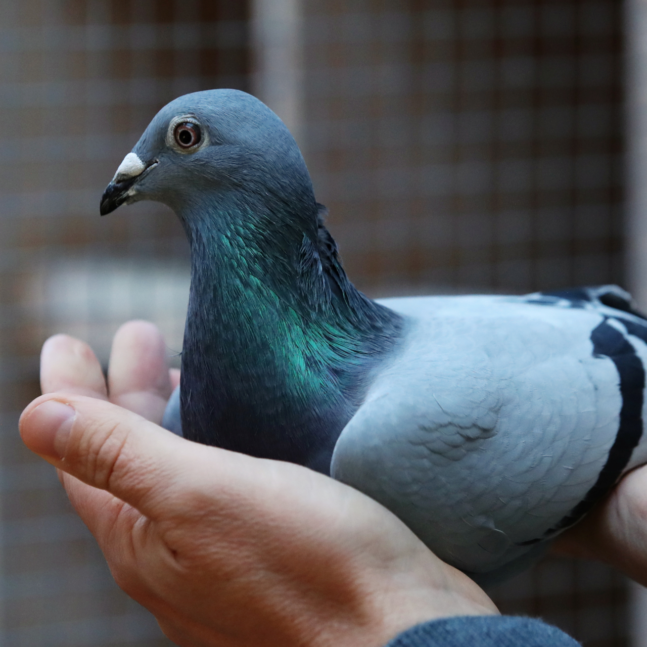 The world's most expensive pigeon is a Belgian racing bird worth 1.8m