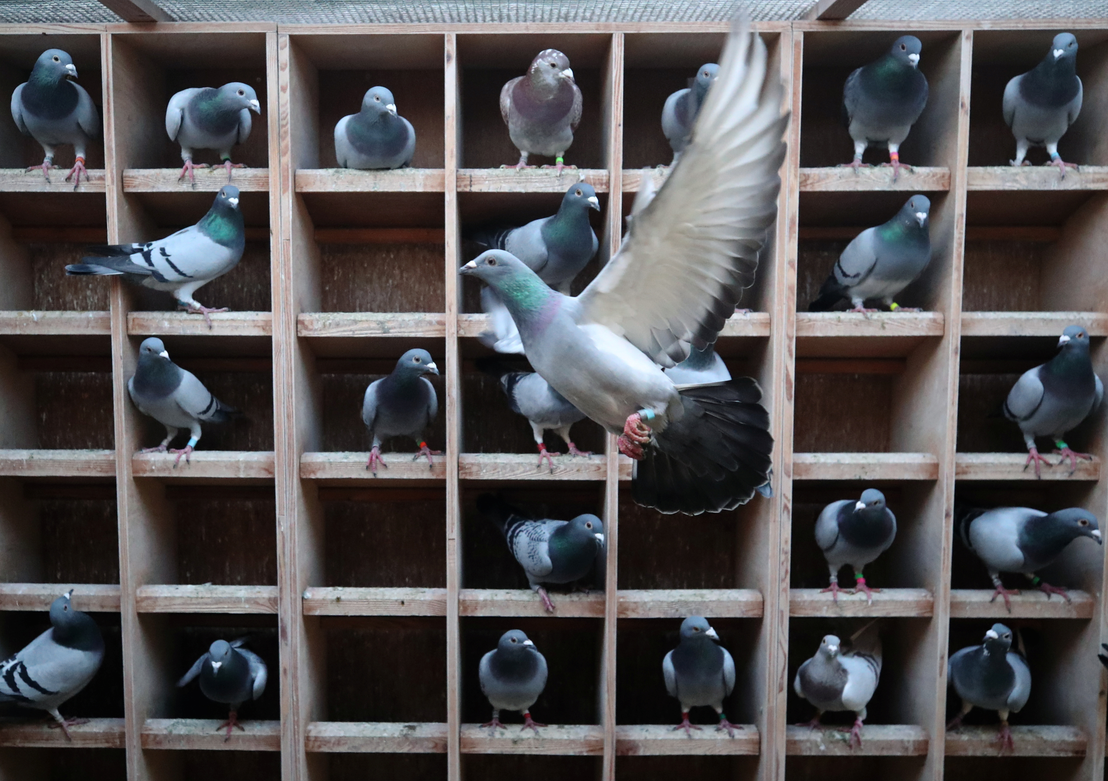 The world's most expensive pigeon is a Belgian racing bird worth 1.8m