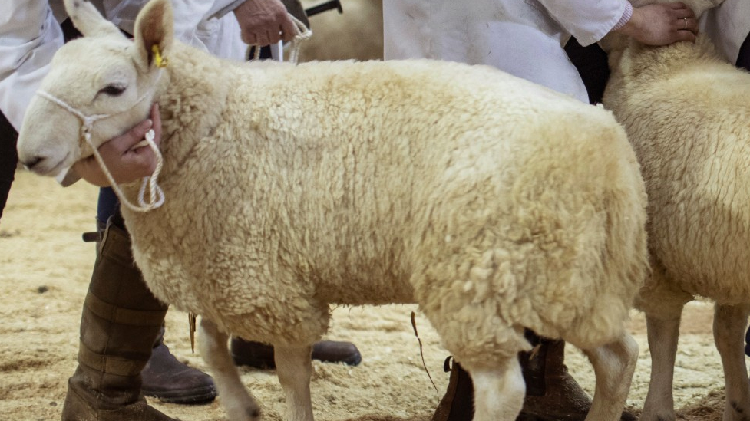 First major 'overhaul' of England's farming sector in 50 years - CGTN