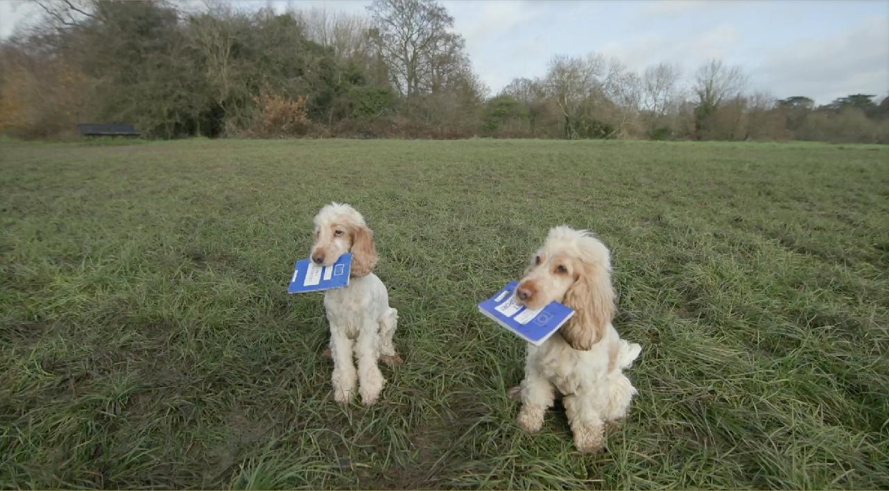 Dog owners frustrated by new rules for EU pet travel CGTN