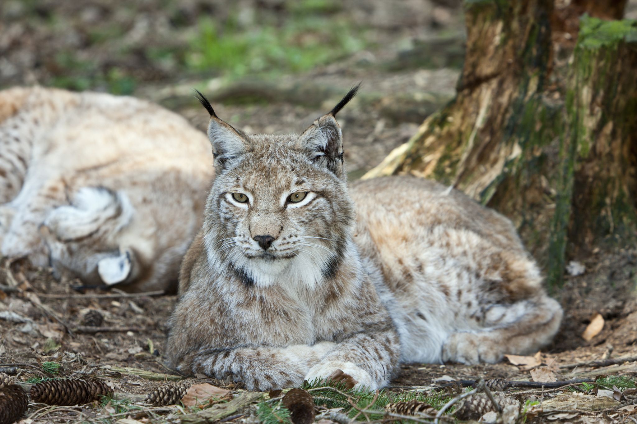 Eurasian Lynx Rewilding Project Sparks Backlash From Scottish Farmers Cgtn