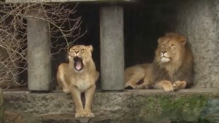 オランダの動物園 資金不足でライオン搬出へ 動物園 水族館の動物福祉を学びたい人のためのサイト Zawaw