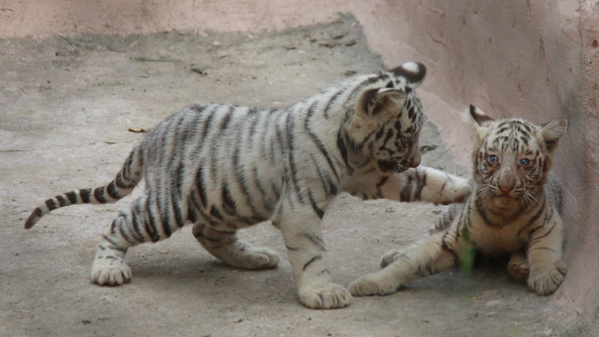 white-tiger-cubs-die-at-zoo-from-suspected-covid-19