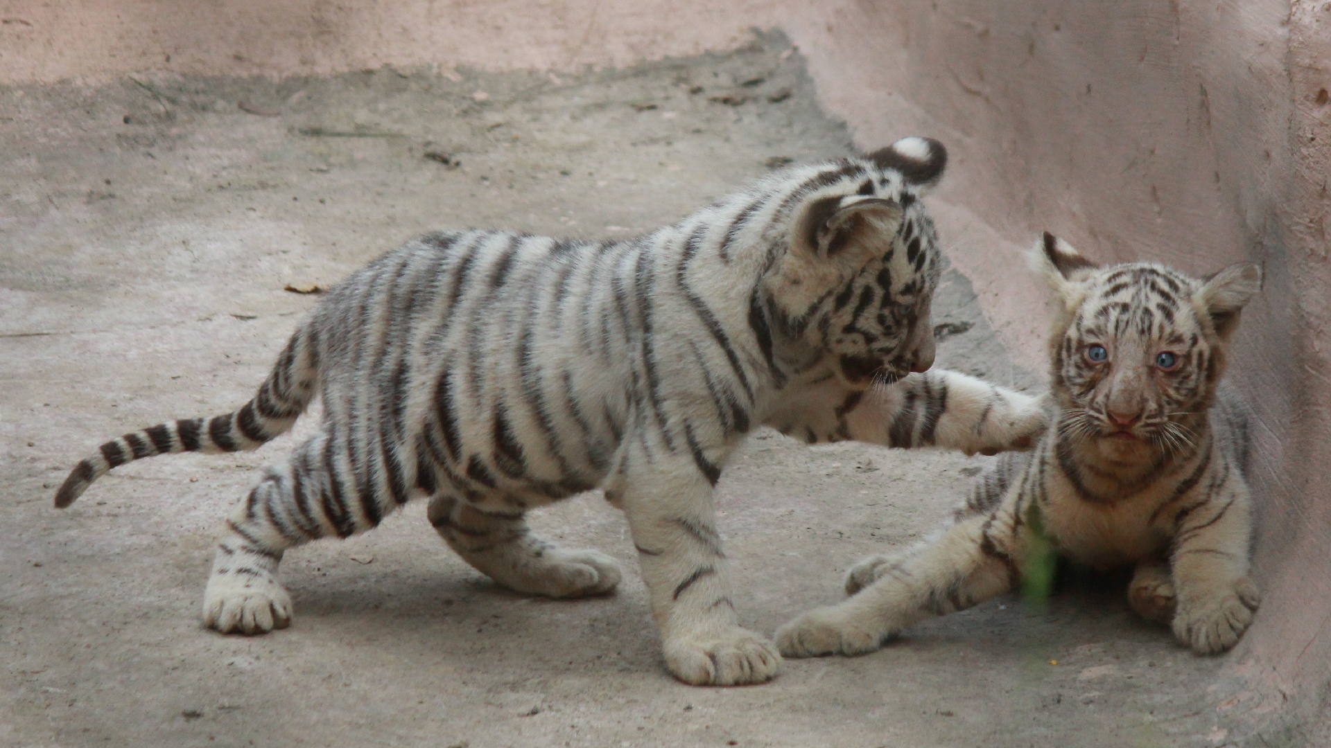 White Tiger Cubs in Chile - ZooBorns