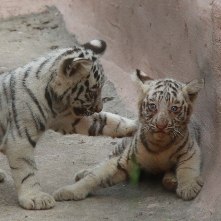 White tiger cubs die at zoo from suspected COVID-19 - CGTN