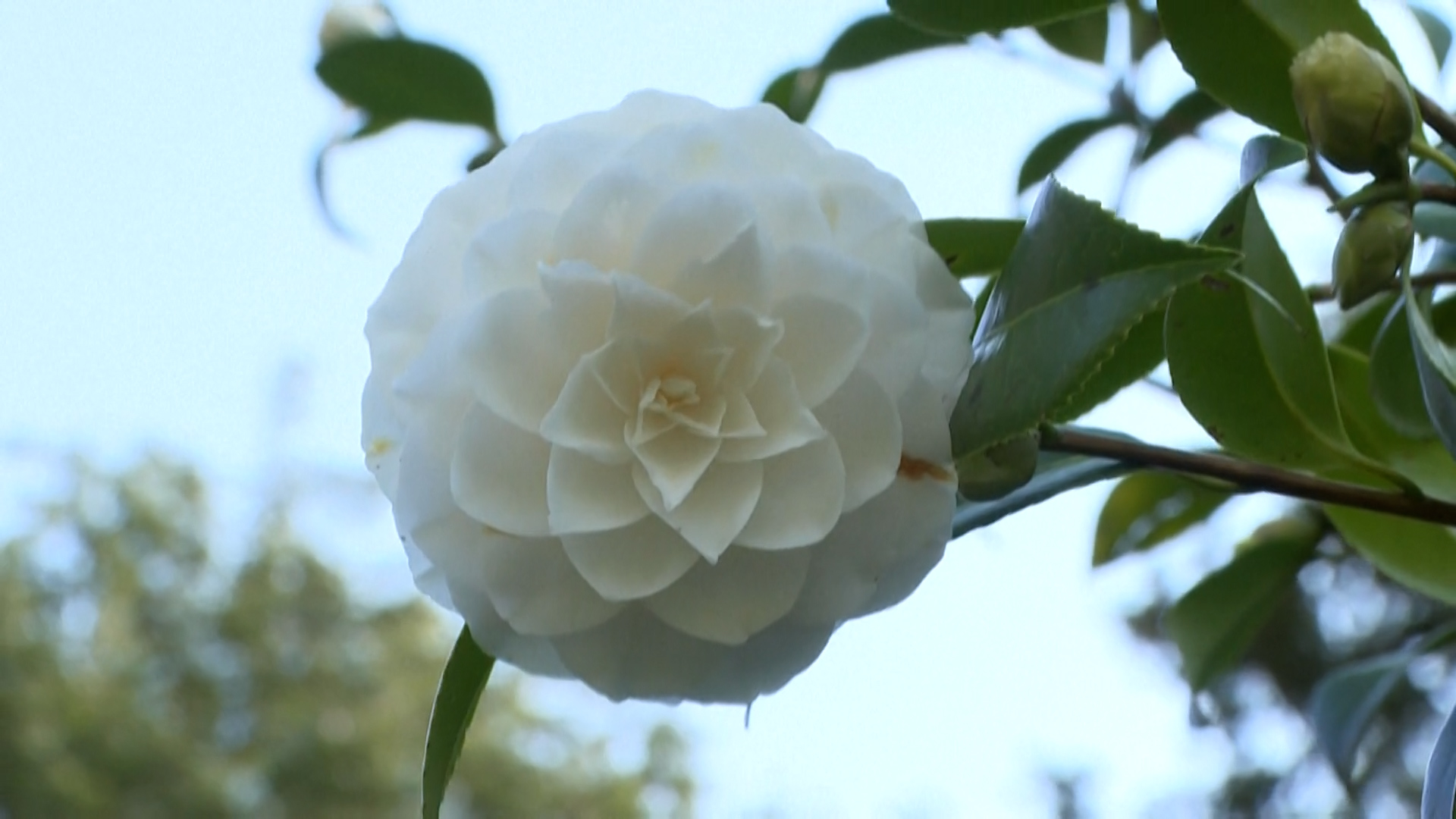 Fashion brand Chanel develops garden of immaculate white flowers - CGTN