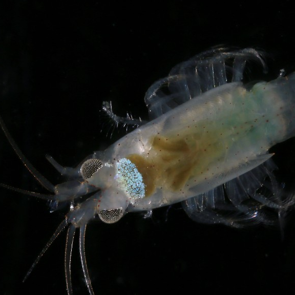 Tiny new shrimp species found in London museum CGTN