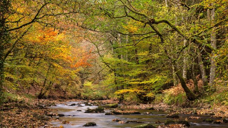 Uk's Native Woodlands Have Hit A Crisis Point, Warns Report - Cgtn