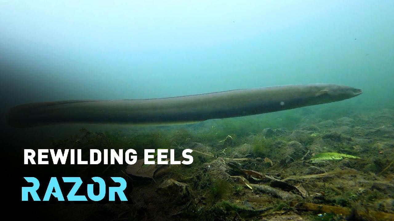 Saving Europe's endangered eels - CGTN