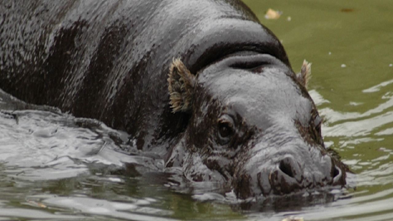 Video: Hot hippo takes a dip to cool off - CGTN