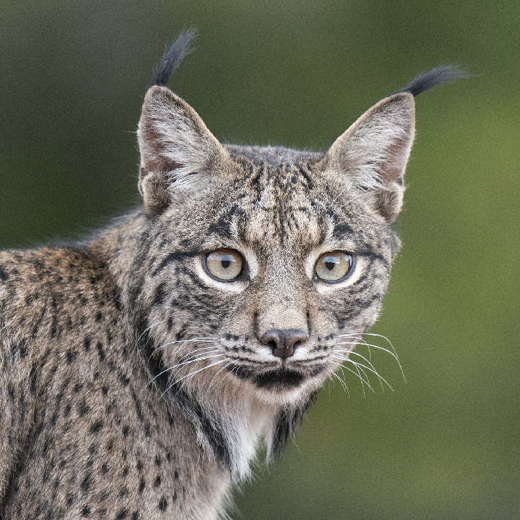 How The Iberian Lynx Has Roared Back From The Brink Of Extinction Cgtn