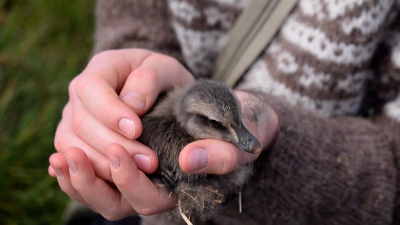 Big bill The little duck covered in expensive feathers CGTN