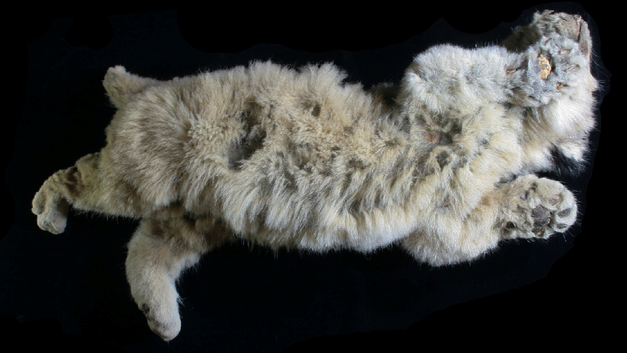 43,000-Year-Old Frozen Lions Cubs Discovered in Russia