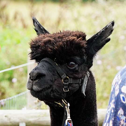 Geronimo the alpaca is killed by vets despite campaign to save him - CGTN