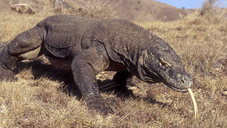 Komodo Dragons are now classed as 'endangered' on the Red List - CGTN