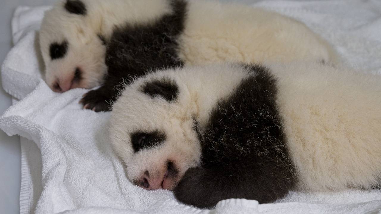 Joy As Twin Panda Cubs Open Eyes And Join Their Mother In France Cgtn