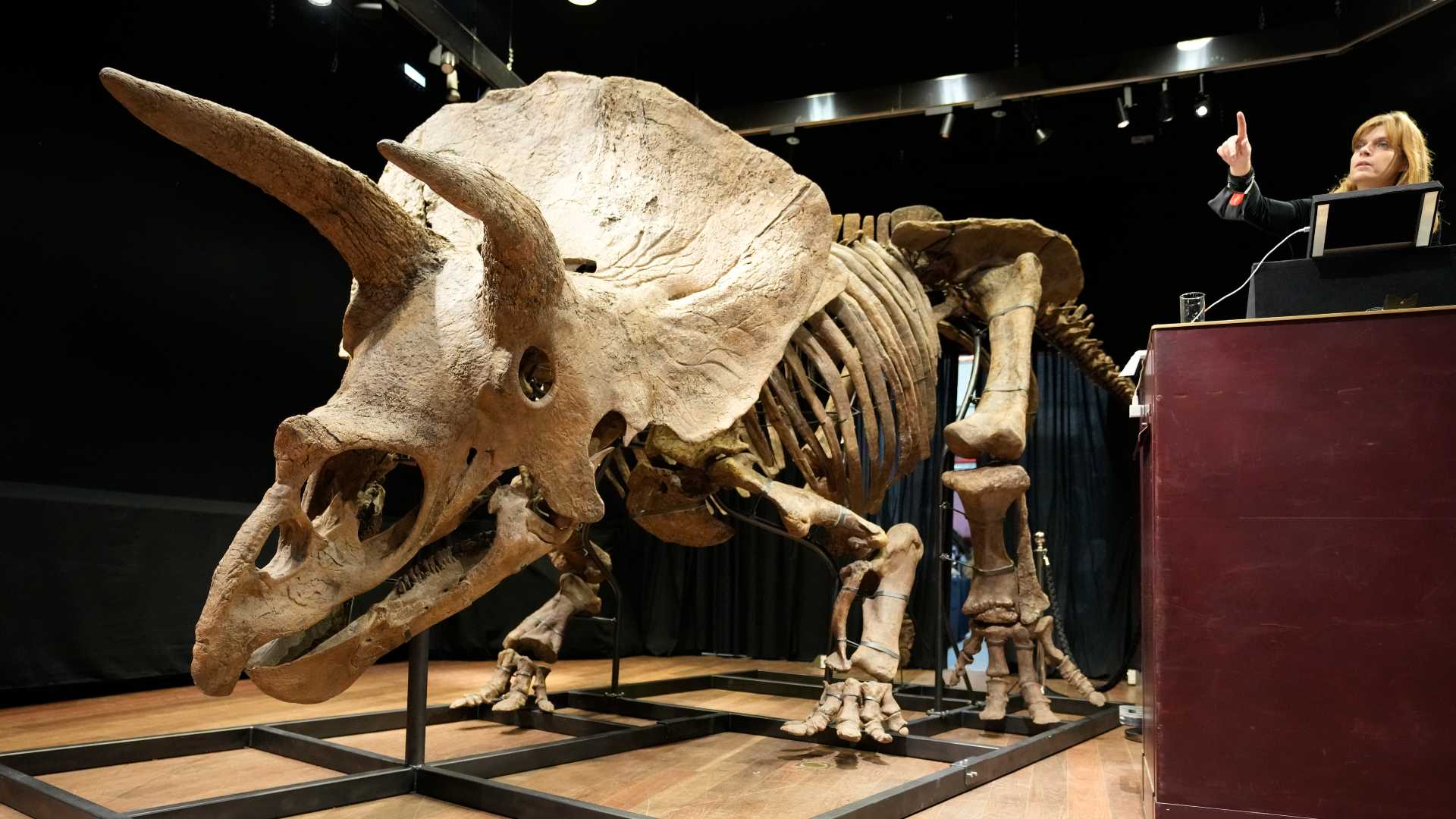 Big John: World's largest Triceratops skeleton sells for