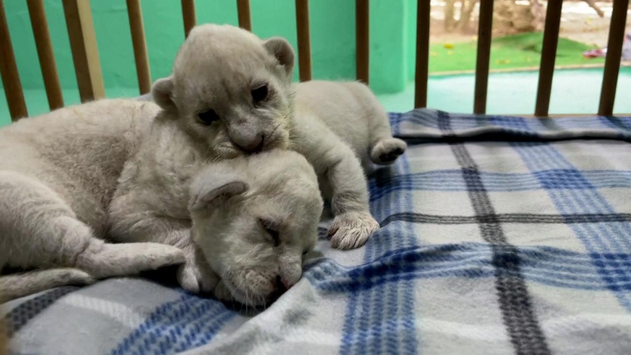 Rare white lion cubs born in animal reserve in Spain - CGTN