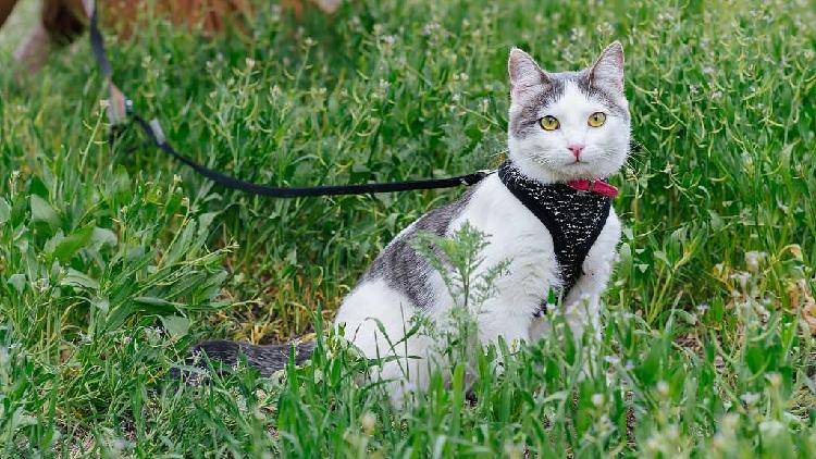 cat harness rspca