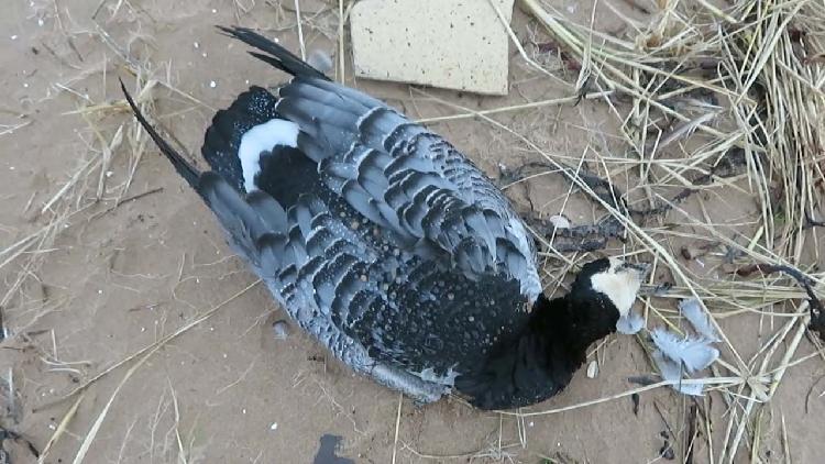 Birds culled as UK hit by largest ever avian flu outbreak - CGTN
