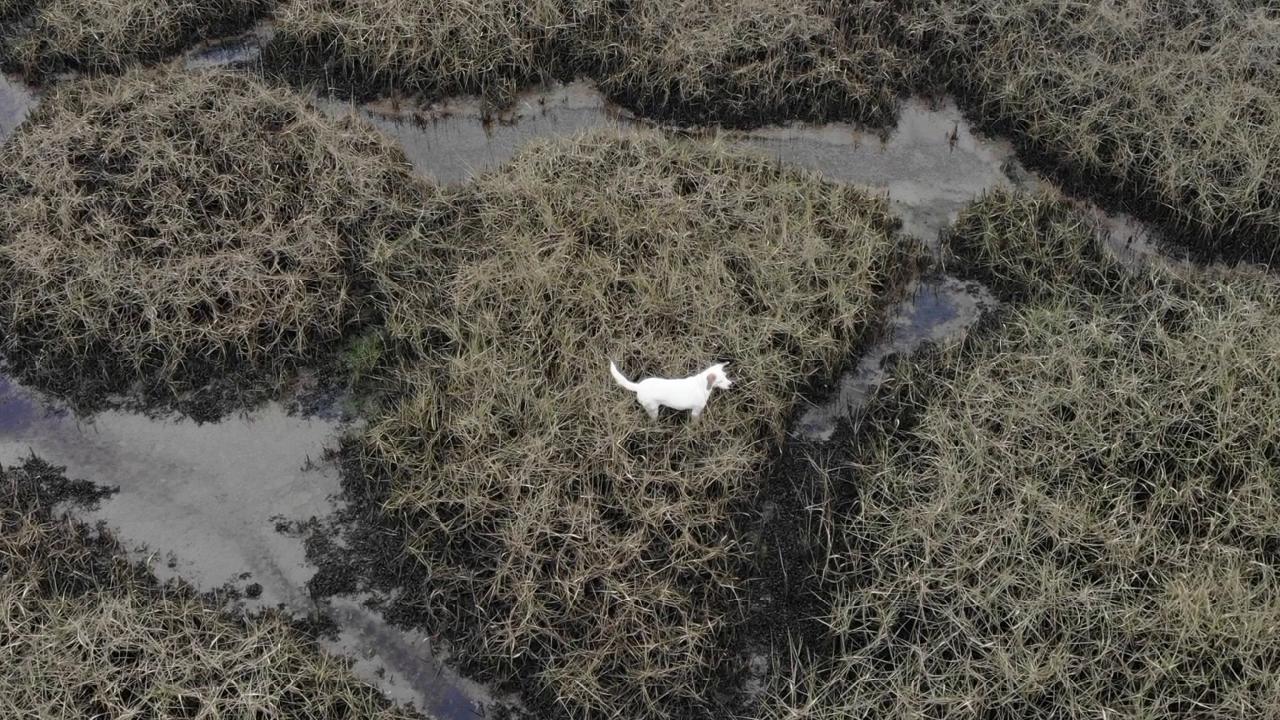 Sausage rescue is airborne,&#39; UK drone team save dog from rising tide - CGTN