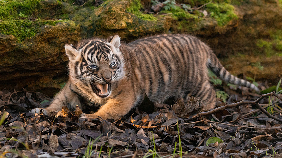 Brother and sister tiger cubs explore their enclosure at zoo