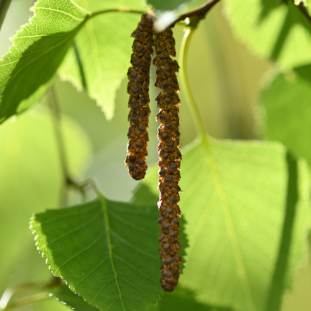 Birch pollen is rising and it's bad news for allergy sufferers CGTN