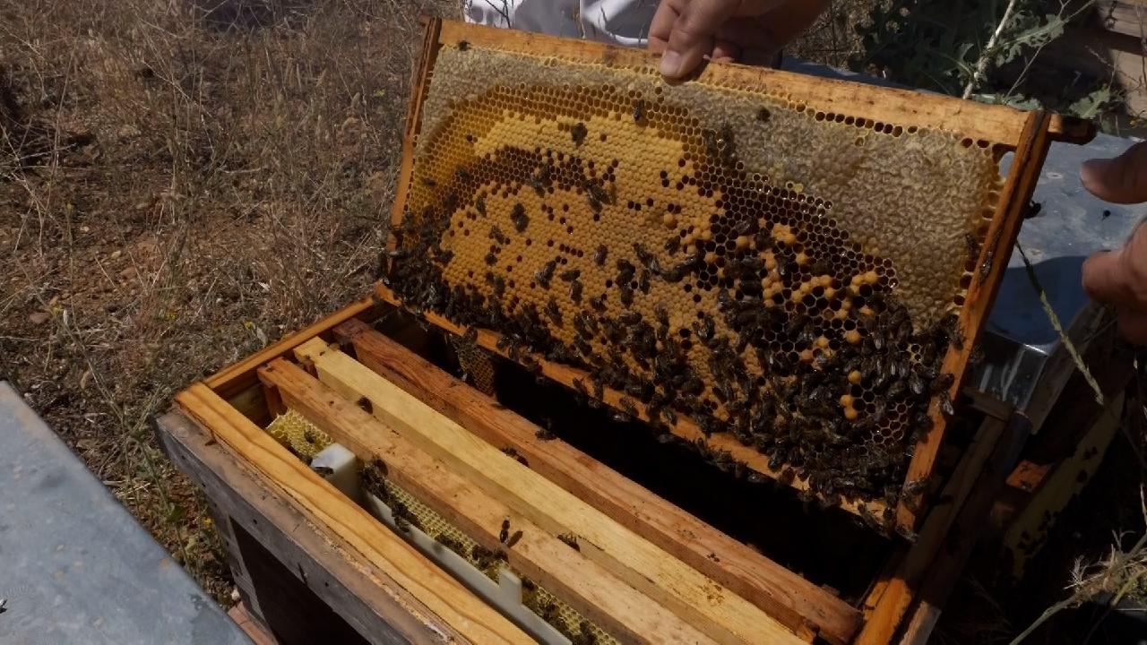 La producción de miel aumentará a medida que las abejas prosperen en los campos de paneles solares de España