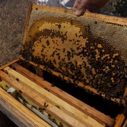 Honey production booms as bees thrive in Spain's solar panel fields - CGTN