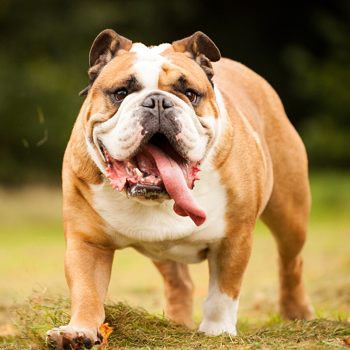 UK breeders cashing in on bulldogs' health problems - CGTN